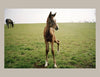 Horse Racing: Photography by Arthur Frank