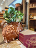 Antique French Walnut Oil Pot