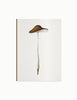 Fungi Journal Collection: Agaricus Radicatus