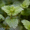 Linnea Hand Soap - Crushed Mint
