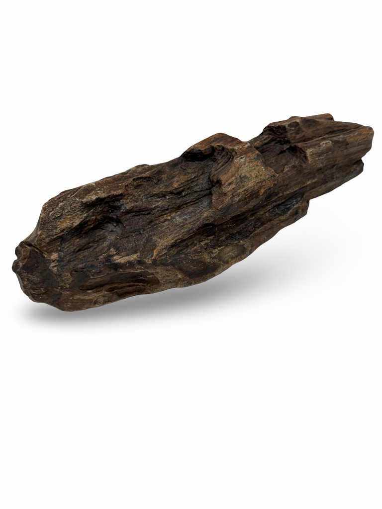 Antique Petrified Wood