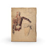 Antique 19th Century Anatomical Drawing