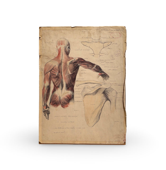 Antique 19th Century Anatomical Drawing