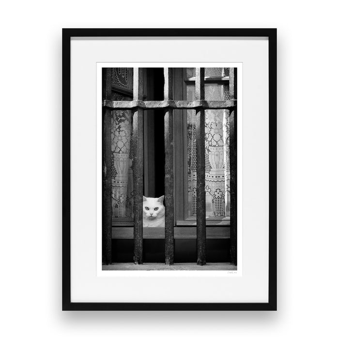 Le Chat Blanc