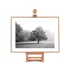 The Lone Misty Tree On Easel