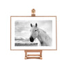 White Horse On Easel