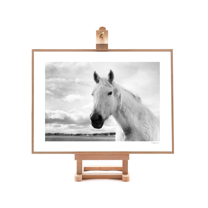White Horse On Easel