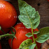 Linnea Hand Soap - Heirloom Tomato